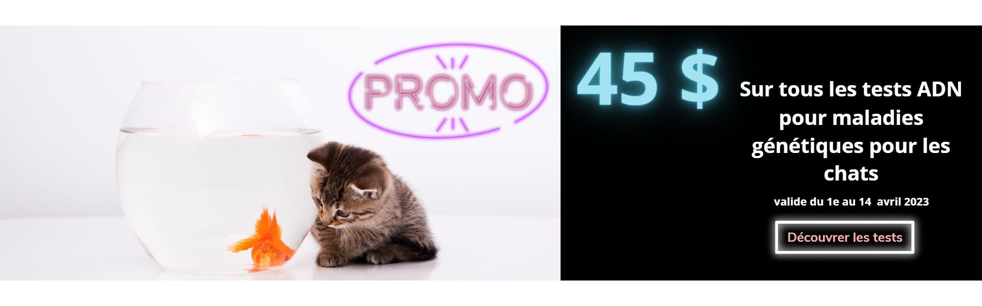 chat promotion avril
