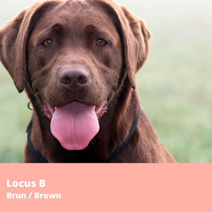 Locus B (Brun)