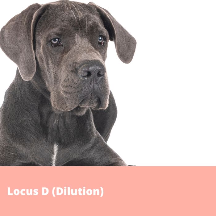Locus D (Dilution de la couleur de la robe, Allele d^1, MLPH)