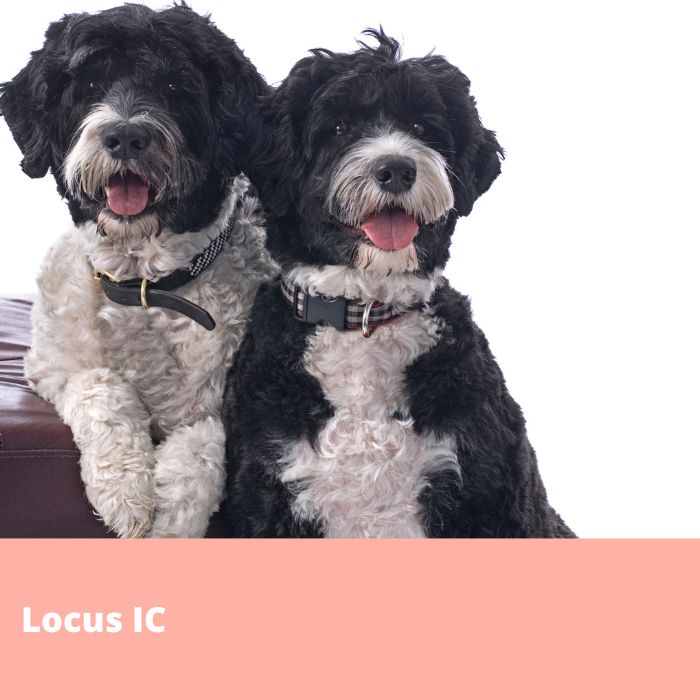 Locus IC (Improper/furnishing coat, densité du pelage), RSPO2