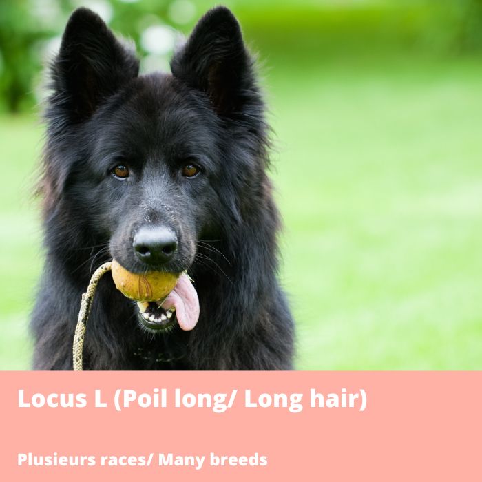 Locus L (L1, Poil long, FGF5)-Plusieurs races