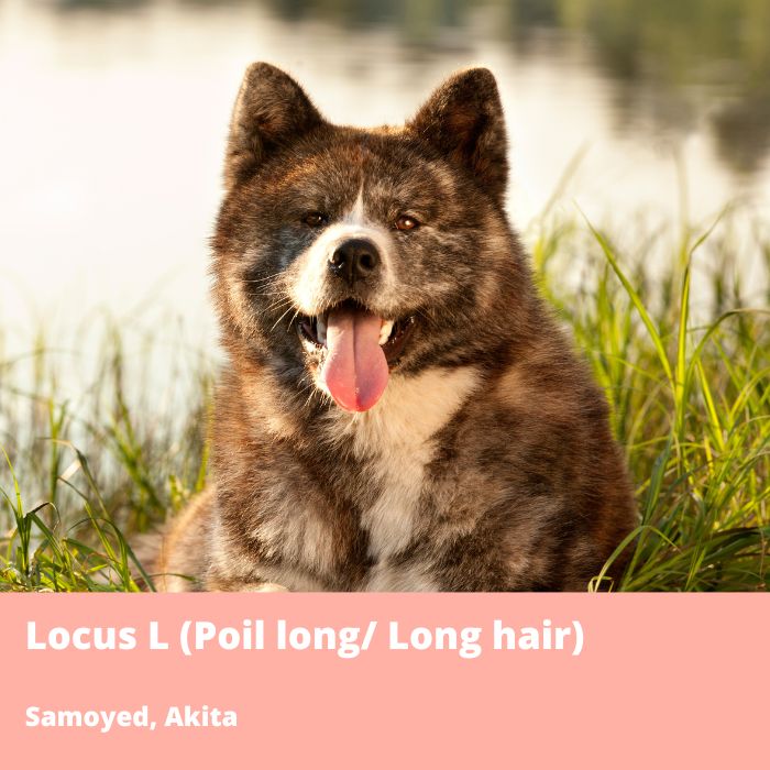 Locus L (L2, Poil long, FGF5) Akita et samoyed