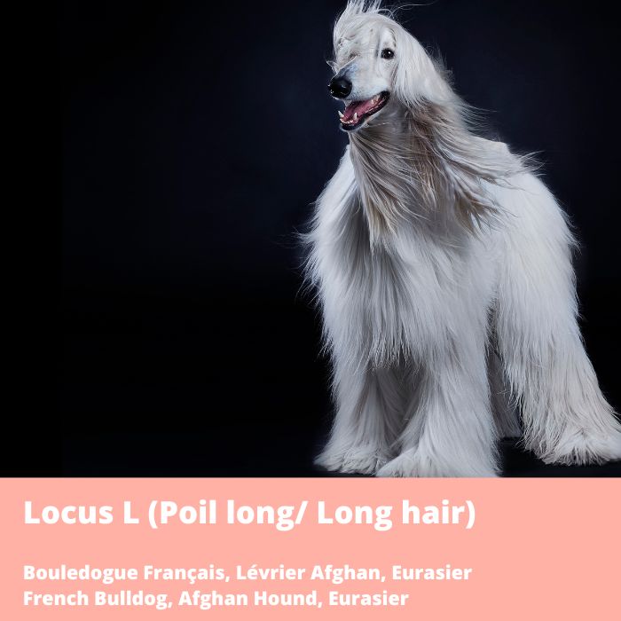 Locus L (L3 et L4, Poil long, FGF5) Bouledogue Français, Lévrier Afghan et Eurasier 