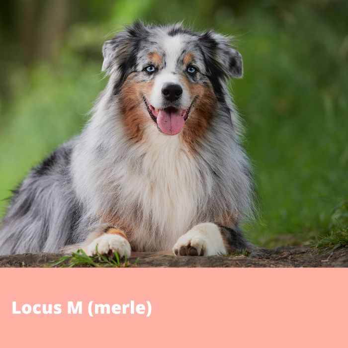 Locus M- couleur merle (gène PMEL)