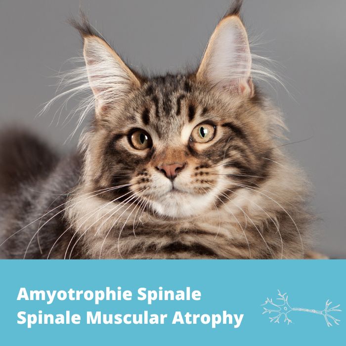 Amyotrophie spinale (SMA) - Maine Coon