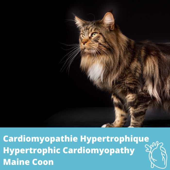Cardiomyopathie hypertrophique (CMH, Maine Coon), gène MYBPC3