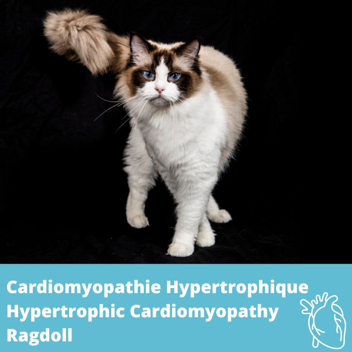 Cardiomyopathie hypertrophique (CMH, Ragdoll), gène MYBPC3