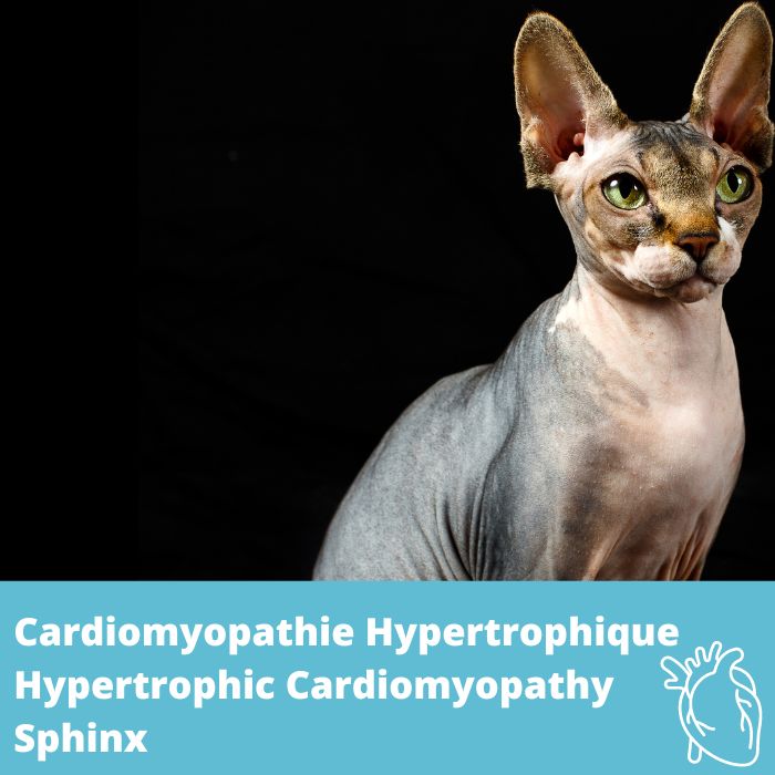 Cardiomyopathie hypertrophique (CMH, type Sphinx), gène ALMS1