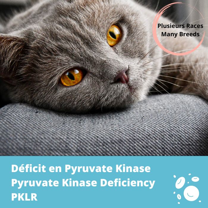 Déficit en pyruvate kinase, gène PKLR