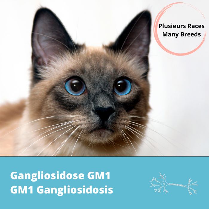 Gangliosidose GM1 (type Siamois) gène GLB1