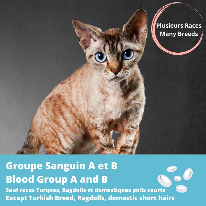 Groupe Sanguin A et B- Toutes les races sauf chats Turques, Ragdolls et Domestiques Poils Courts