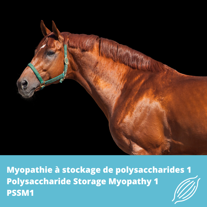 PSSM1 – Myopathie à stockage de polysaccharides 1 (GYS1)