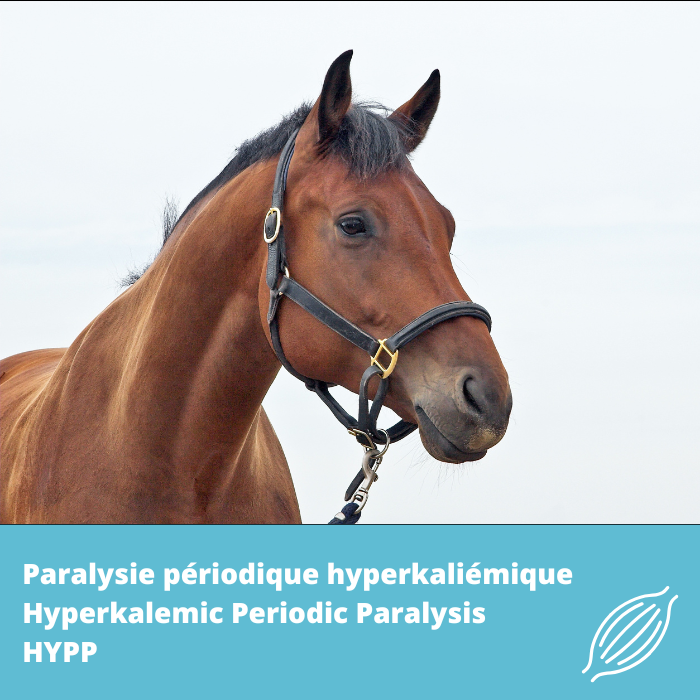 HYPP – Paralysie périodique hyperkaliémique (SCN4A)