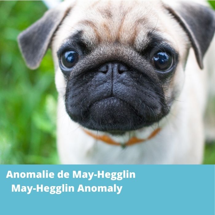 Anomalie de May-Hegglin