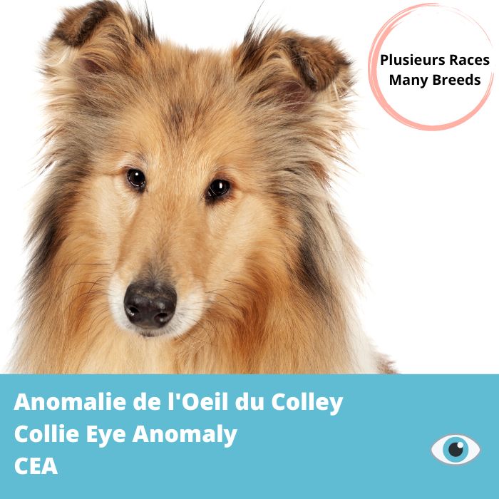 CEA-Anomalie de l'oeil du collie