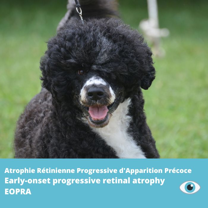 Atrophie Rétinienne Progressive d'Apparition Précoce (EOPRA-Chien d'Eau Portuguais) gène CCDC66