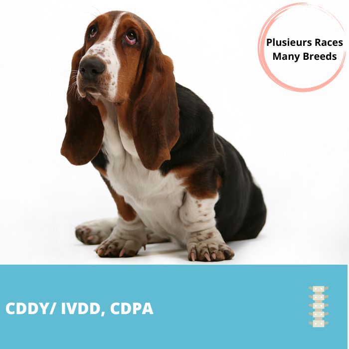 CDDY/IVDD, CDPA-Chondrodystrophie / Maladie du disque intervértebral, avec ou sans chondrodysplasie ( gène FGF4)