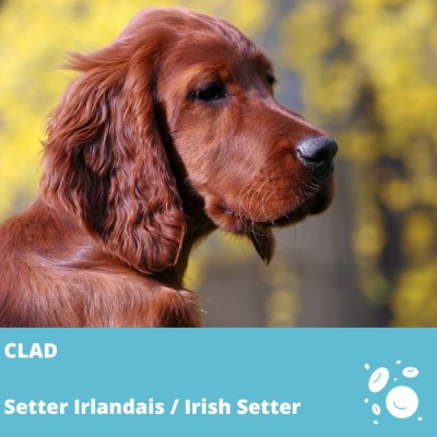 Déficit d’adhésion leucocytaire type 1 (CLAD) - Setter Irlandais