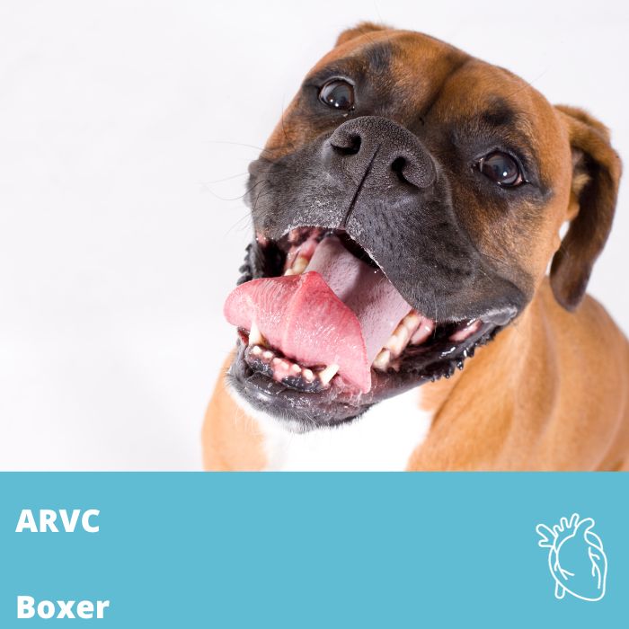 ARVC- Cardiomyopathie arythmogène du ventricule droit (gène STRN) Boxer