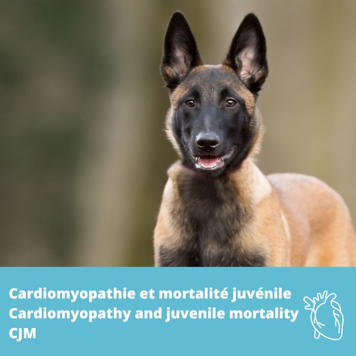 Cardiomyopathie et mortalité juvénile (CJM, gène YARS2)- Berger Belge/ Malinois