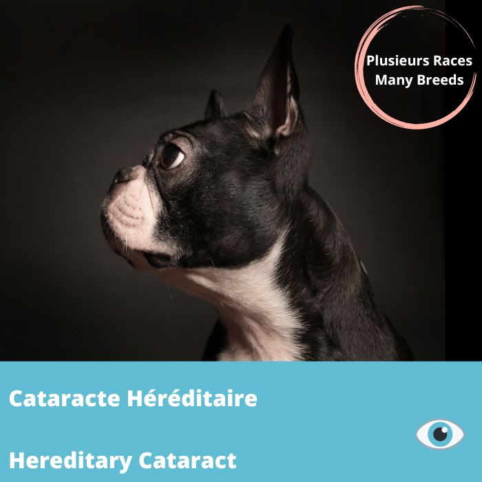 Cataracte héréditaire (HC-HSF4ins)