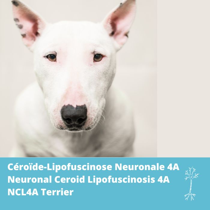 Céroïde-lipofuscinose neuronale 4A (NCL-4A) (NCL4A) gène ARSG