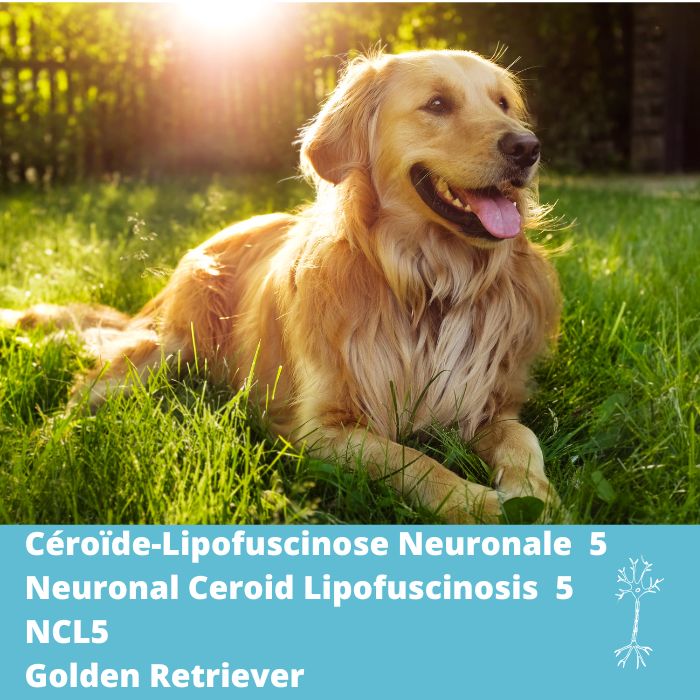 Céroïde-lipofuscinose neuronale 5 (NCL-5, CLN5)- Golden Retriever