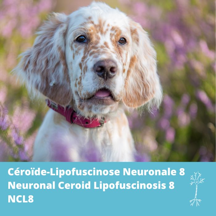 Céroïde-lipofuscinose neuronale 8 (NCL-8, CLN8)- Setters 