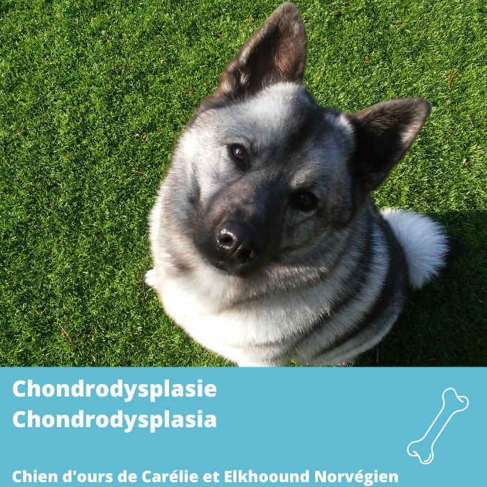 Chondrodysplasie (chien d'ours de Carélie et Elkhoound Norvégien)