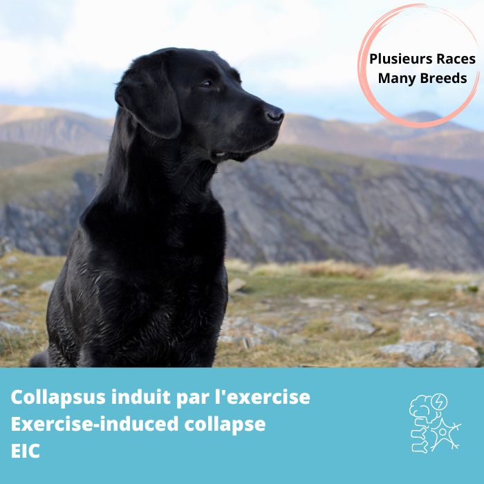 Collapsus induit par l'exercise (EIC, DNM1)