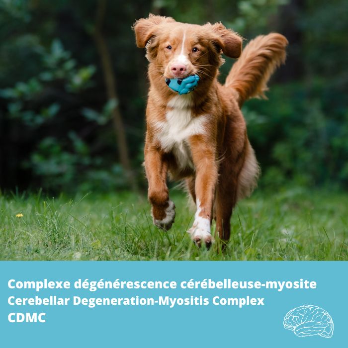 Complexe dégénérescence cérébelleuse-myosite (CDMC) gène SLC25A12- Retriever de la Nouvelle-Écosse