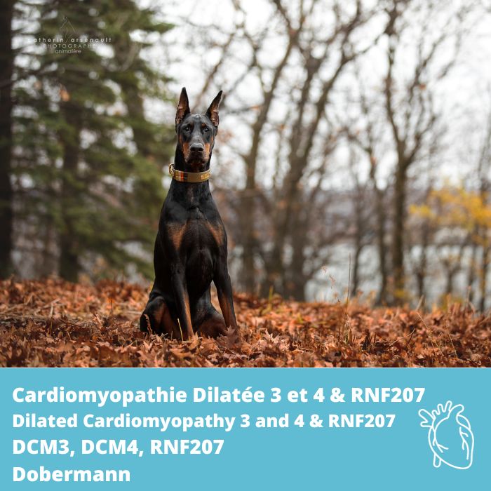 Cardiomyopathie Dilatée 3 et 4 (DCM3 et DCM4) et RNF207 (splice variant)- Dobermann Européen
