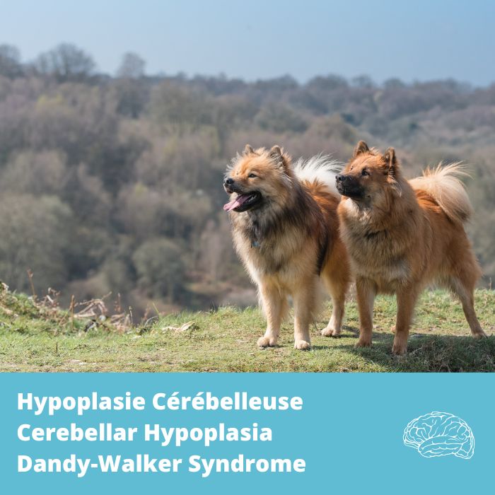 Hypoplasie cérébelleuse, malformation Dandy-Walker (VLDLR)