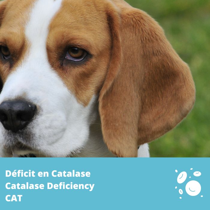 Déficit en catalase (CAT)