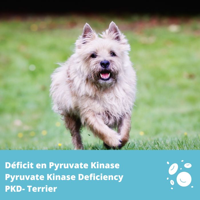 Déficit en pyruvate kinase (PDK) gène PKLR- Terrier