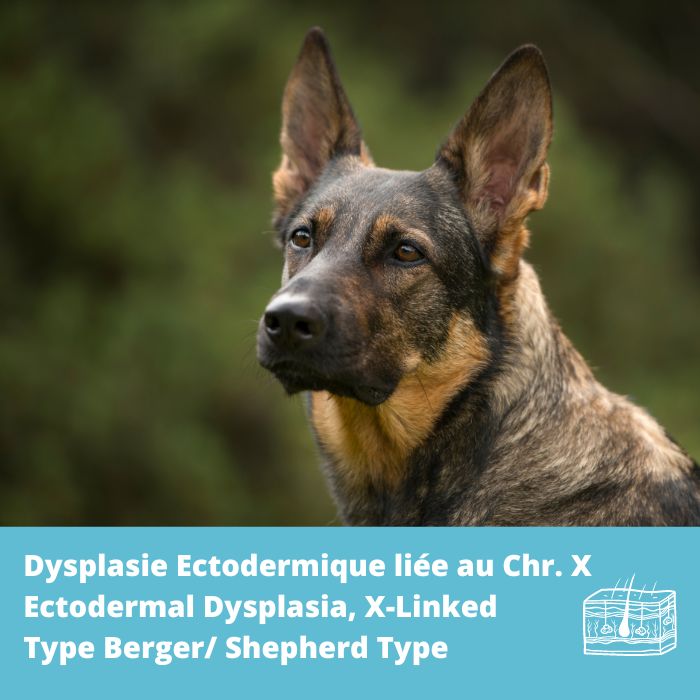 Dysplasie ectodermique liée au chr. X (XLHED)  type Berger