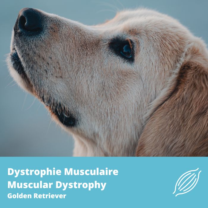 Dystrophie musculaire- Golden Retriever