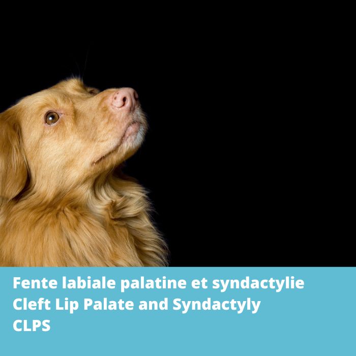 CLPS-Fente labiale palatine et syndactylie - Retriever de la Nouvelle-Écosse