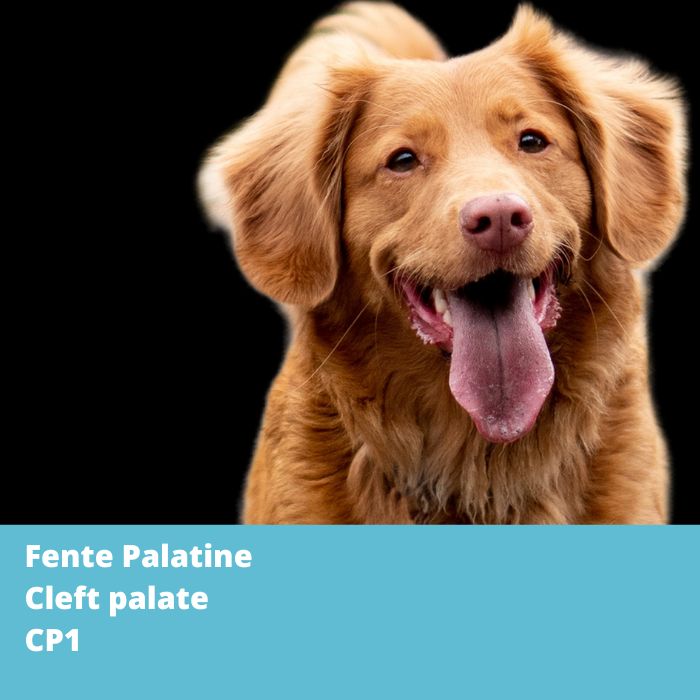 CP1-Fente Palatine, gène DLX6 - Retriever de la Nouvelle-Écosse
