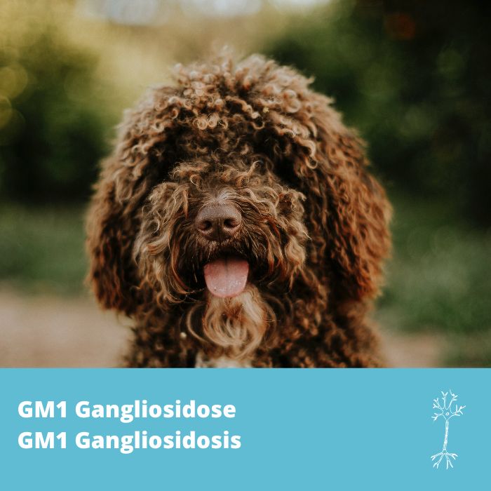 GM1 Gangliosidose, gène GLB1- Chien d’eau portugais