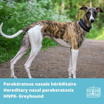 HNPK-Parakératose nasale héréditaire (SUV39H2)- Greyhound