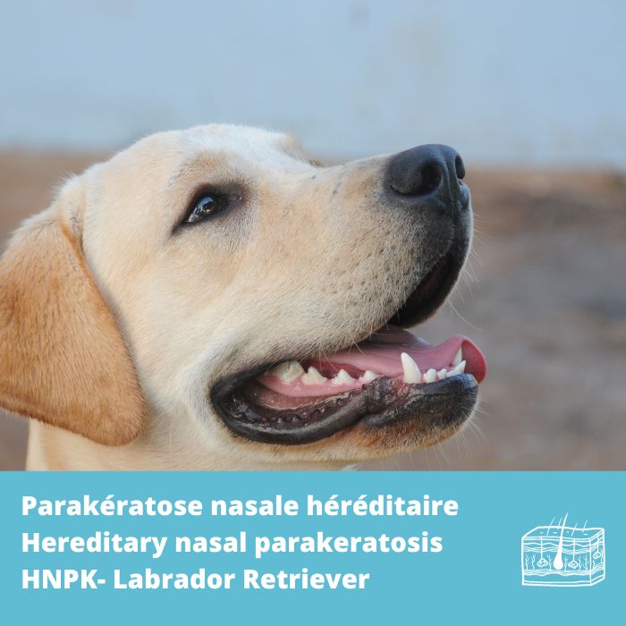 HNPK-Parakératose nasale héréditaire (SUV39H2)- Labrador Retriever