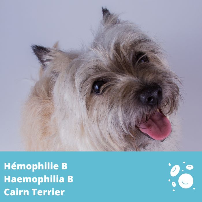 Hémophilie B (F9) - Cairn Terrier