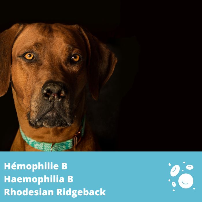 Hémophilie B (gène F9) - Rhodesian Ridgeback