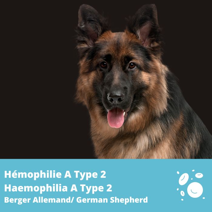 Hémophilie A, Type 2 (F8) -Berger