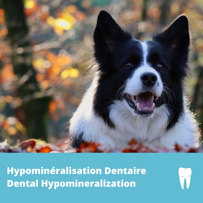 Hypominéralisation dentaire (DH) gène FAM20C- Border Collie