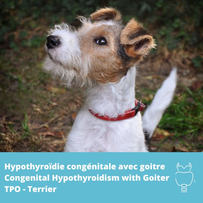 Hypothyroïdie congénitale avec goitre (type terrier)- TPO