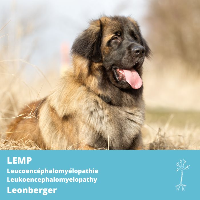 Leucoencéphalomyélopathie (LEMP) Leonberger 