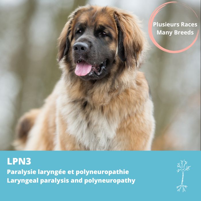 Paralysie laryngée et polyneuropathie (LPN3) 