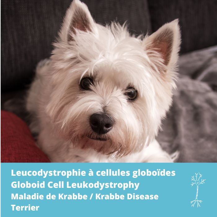 Leucodystrophie à cellules globoïdes (Maladie de Krabbe, GLD) gène GALC- type Terrier
